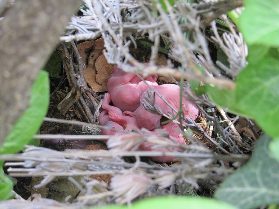 Mehrere nackte, rosafarbene neugeborene Eichhörnchen liegen im Nest