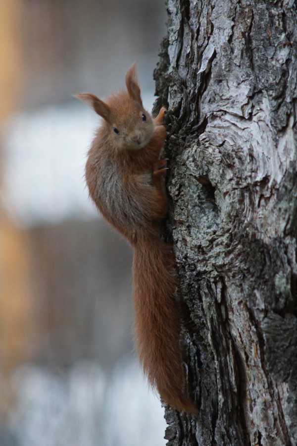 Ein junges Eichhörnchen klammert sich an einen Baumstamm