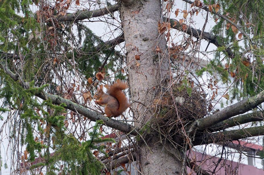 Ein Eichhörnchen sitzt in einer Fichte neben seinem kugelförmigen Zweignest