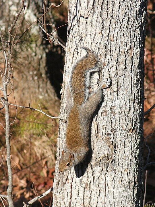 Ein Hörnchen klettert kopfüber einen hellen Baumstamm hinunter