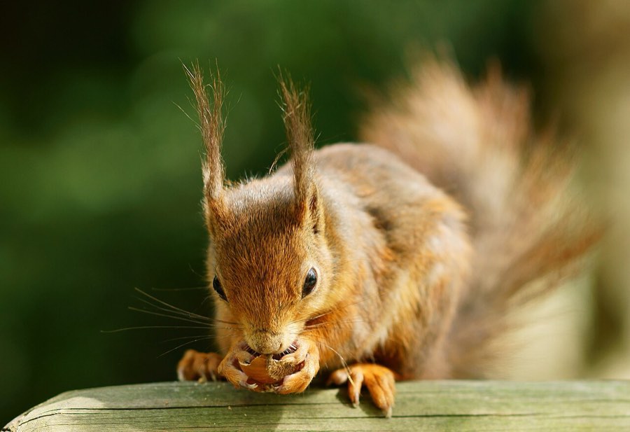 Ein Eichhörnchen mit Ohrpinseln nagt an einer Haselnuss