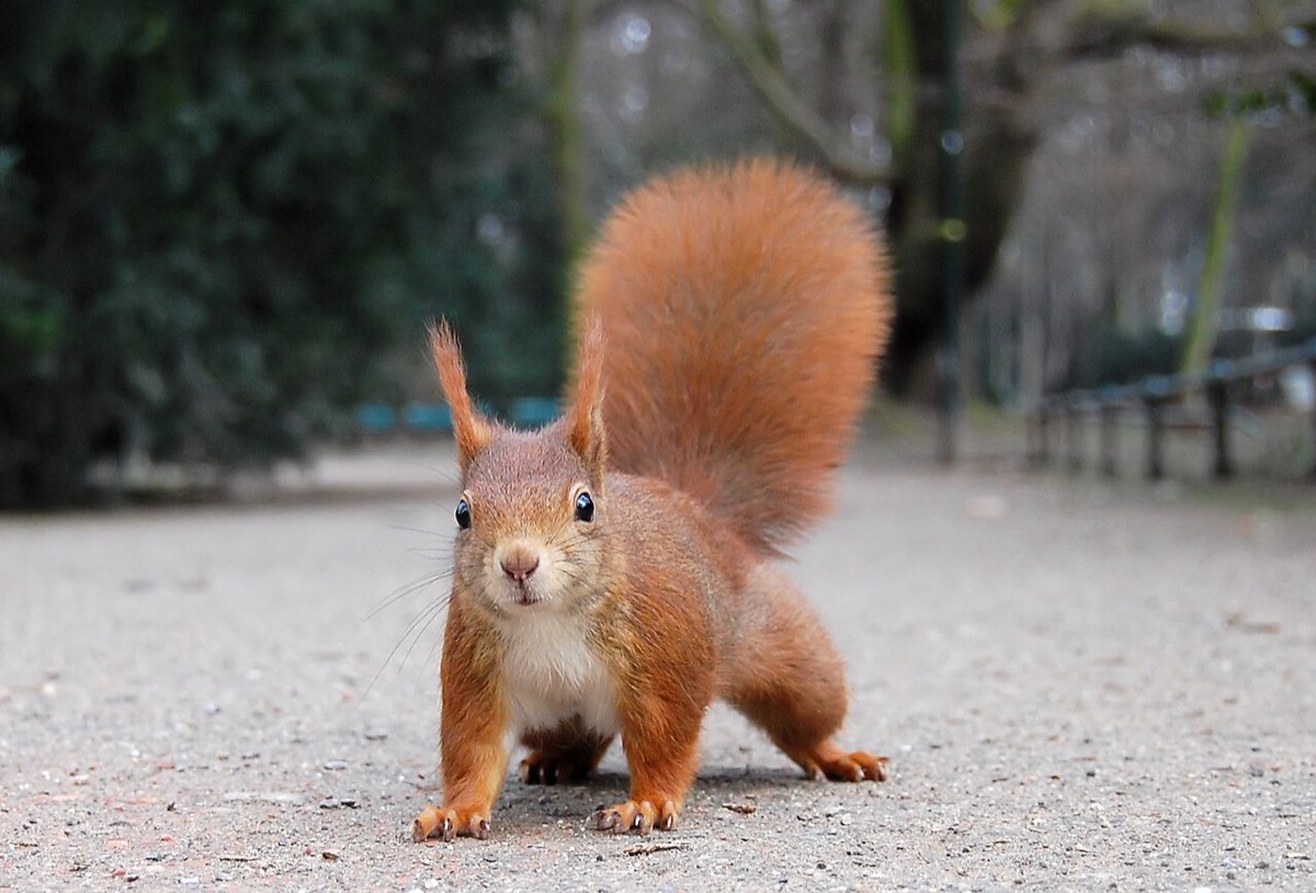 Ein rotes Eichhörnchen mit langen Ohrpinseln schaut in die Kamera