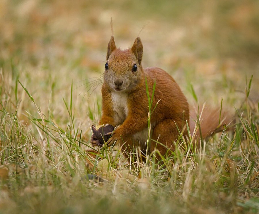Ein Eichhörnchen sitzt im Gras und hält einen Pilz in den Vorderpfoten