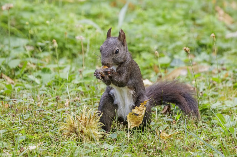 Ein fast schwarzes Eichhörnchen mit hellem Bauch sitzt im Gras und frisst