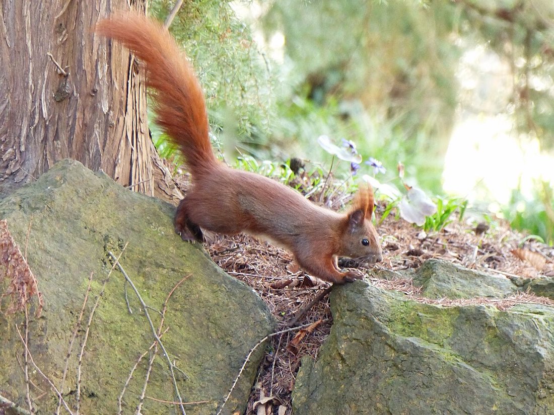 Ein Eichhörnchen streckt sich im Sprung von einem Stein zum nächsten, der Schwanz steht nach oben