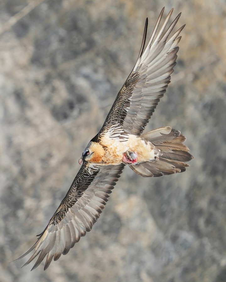 Ein Bartgeier mit rostrotem Brustgefieder gleitet vor einer Felswand