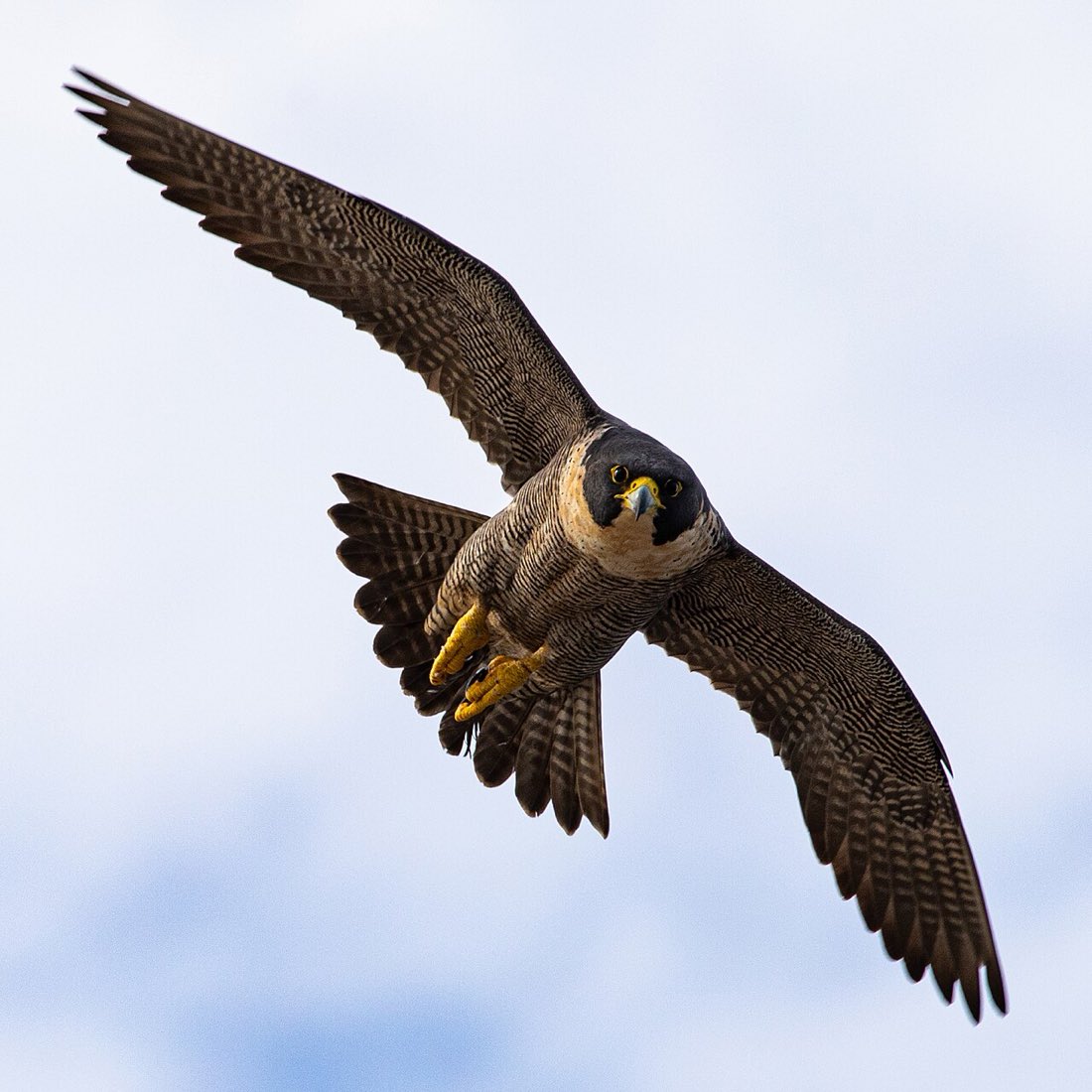 Ein Wanderfalke fliegt mit ausgebreiteten Flügeln auf die Kamera zu