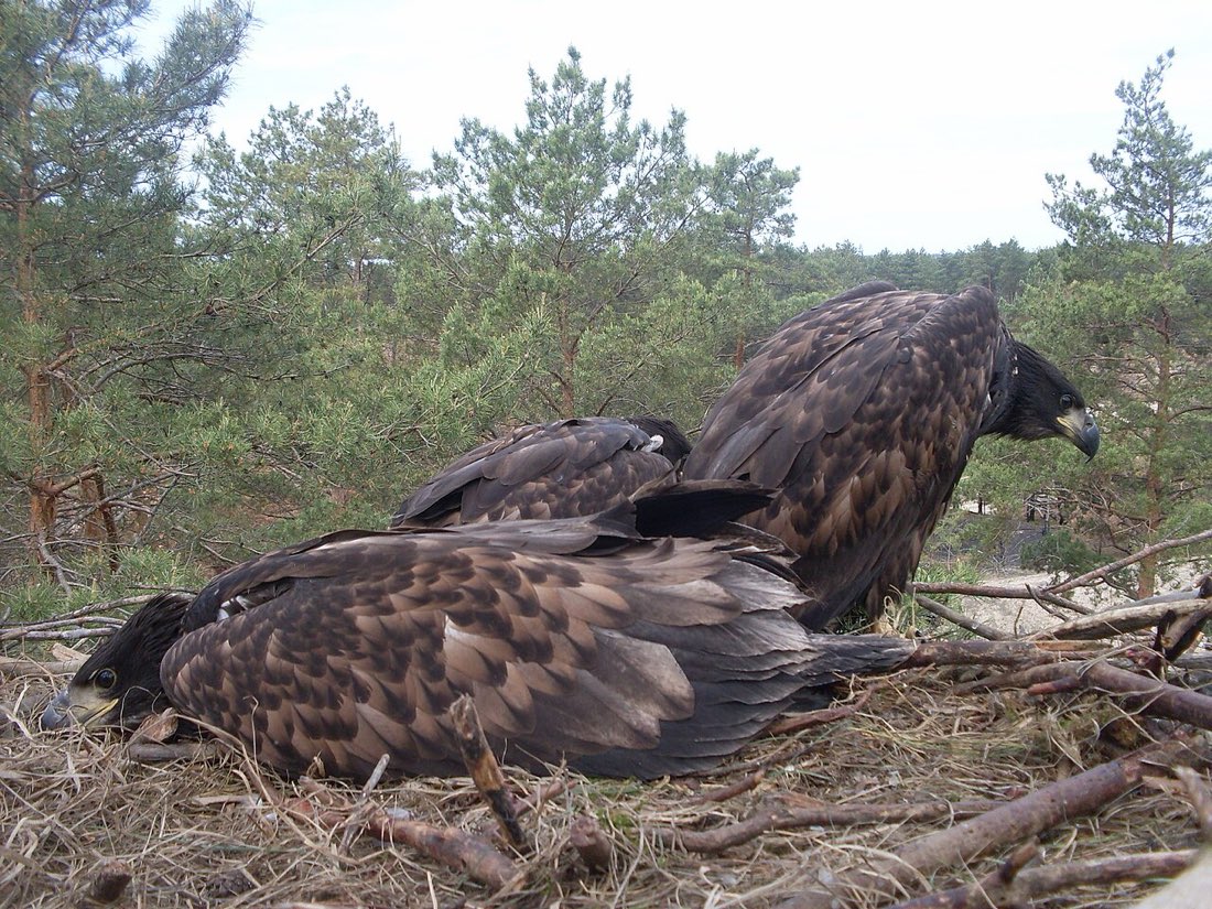 Drei flauschige Seeadler-Küken sitzen in einem großen Nest aus Ästen