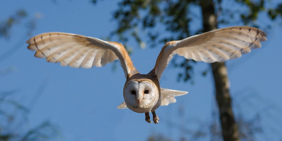 Eine Schleiereule fliegt mit ausgebreiteten Flügeln frontal auf die Kamera zu