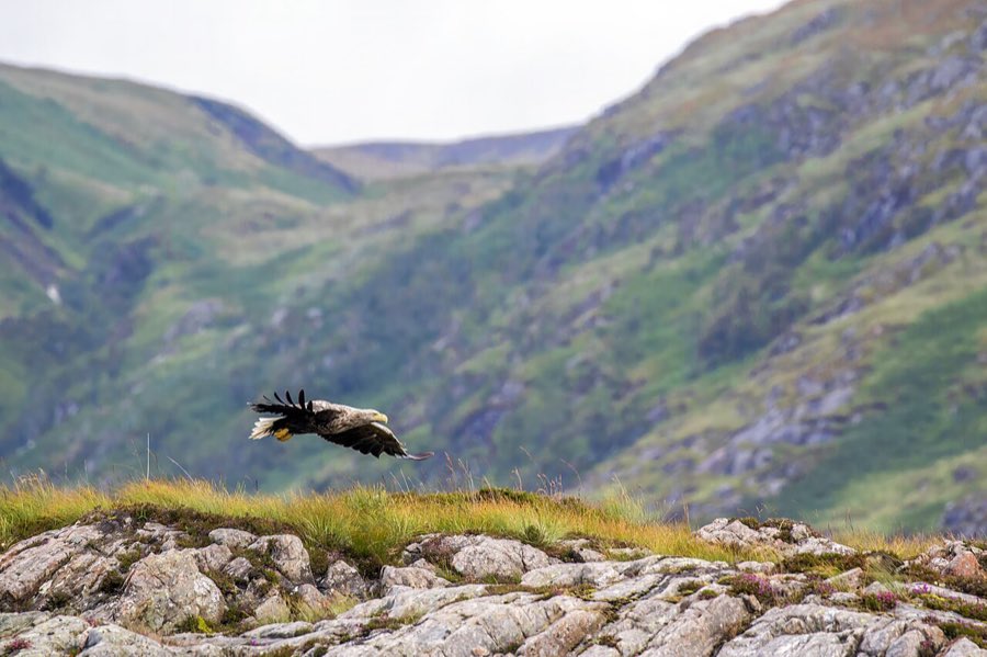 Ein Seeadler mit weißem Schwanz fliegt über dem Wasser