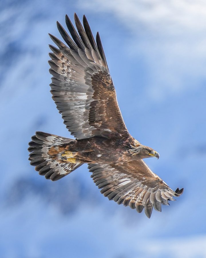 Ein Steinadler gleitet mit weit gespreizten Schwungfedern vor blauem Himmel