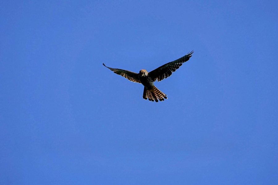 Ein Turmfalke steht rüttelnd in der Luft, Flügel ausgebreitet und Schwanz gefächert