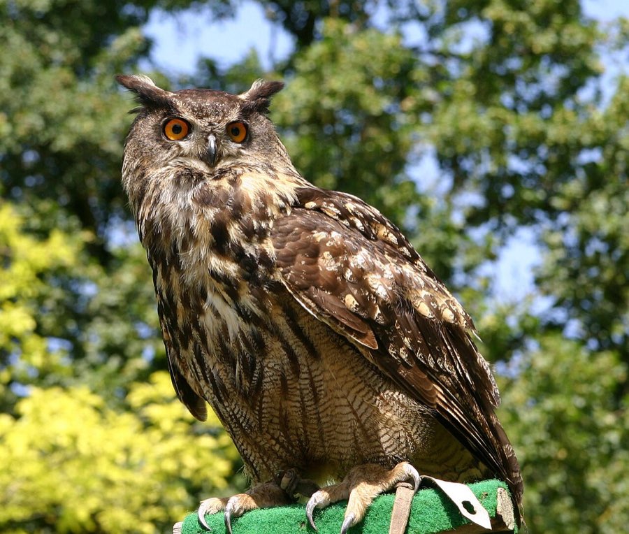 Ein Uhu mit orangefarbenen Augen und Federohren sitzt auf dem Handschuh eines Falkners