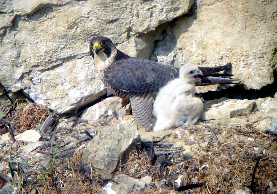 Ein Wanderfalke steht an einer Felswand neben seinem weißen, flauschigen Jungvogel
