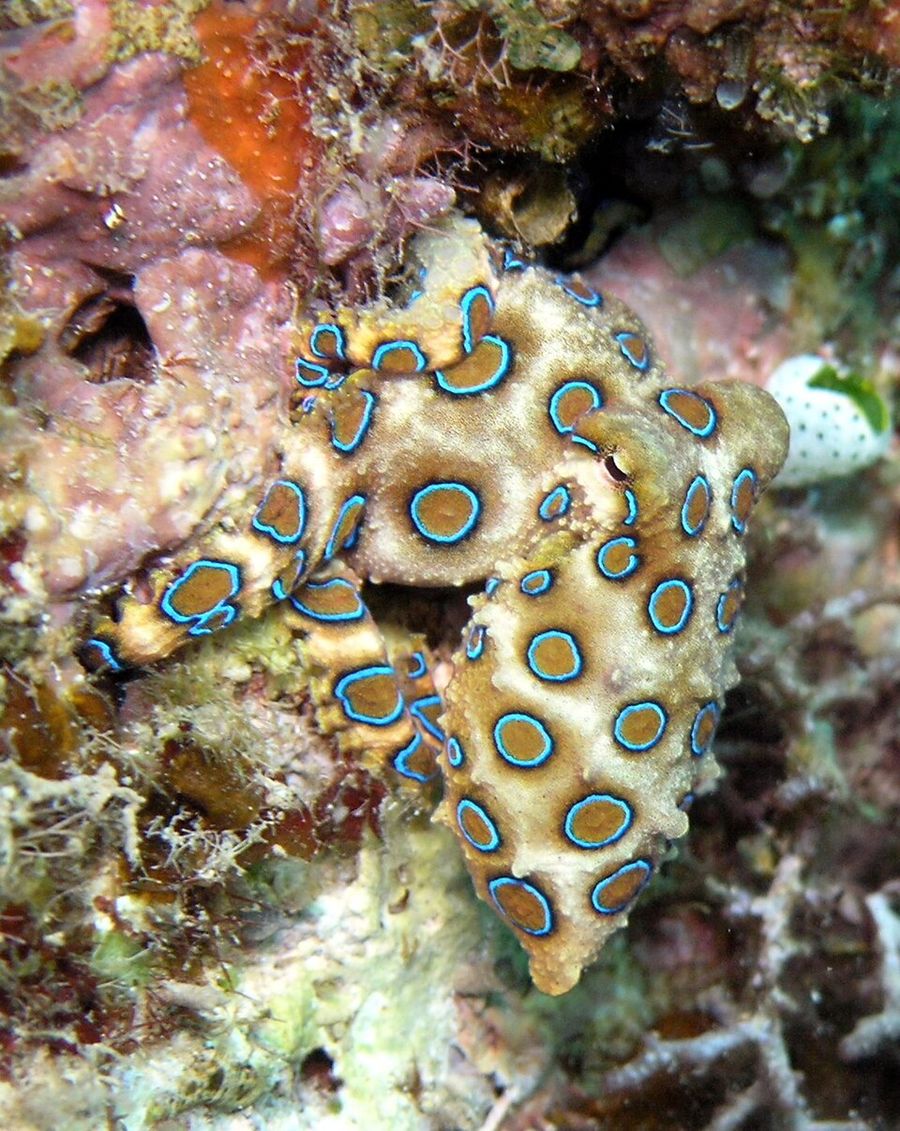 Ein kleiner gelblicher Krake mit leuchtend blauen Ringen auf der Haut sitzt auf einem Korallenriff