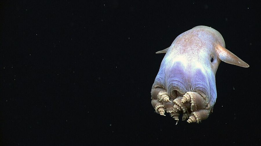 Ein heller Dumbo-Oktopus mit zwei ohrenartigen Flossen schwebt im dunklen Wasser der Tiefsee