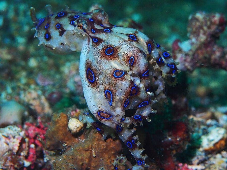 Ein Blaugeringelter Krake hält ein Bündel heller Eier zwischen seinen Armen