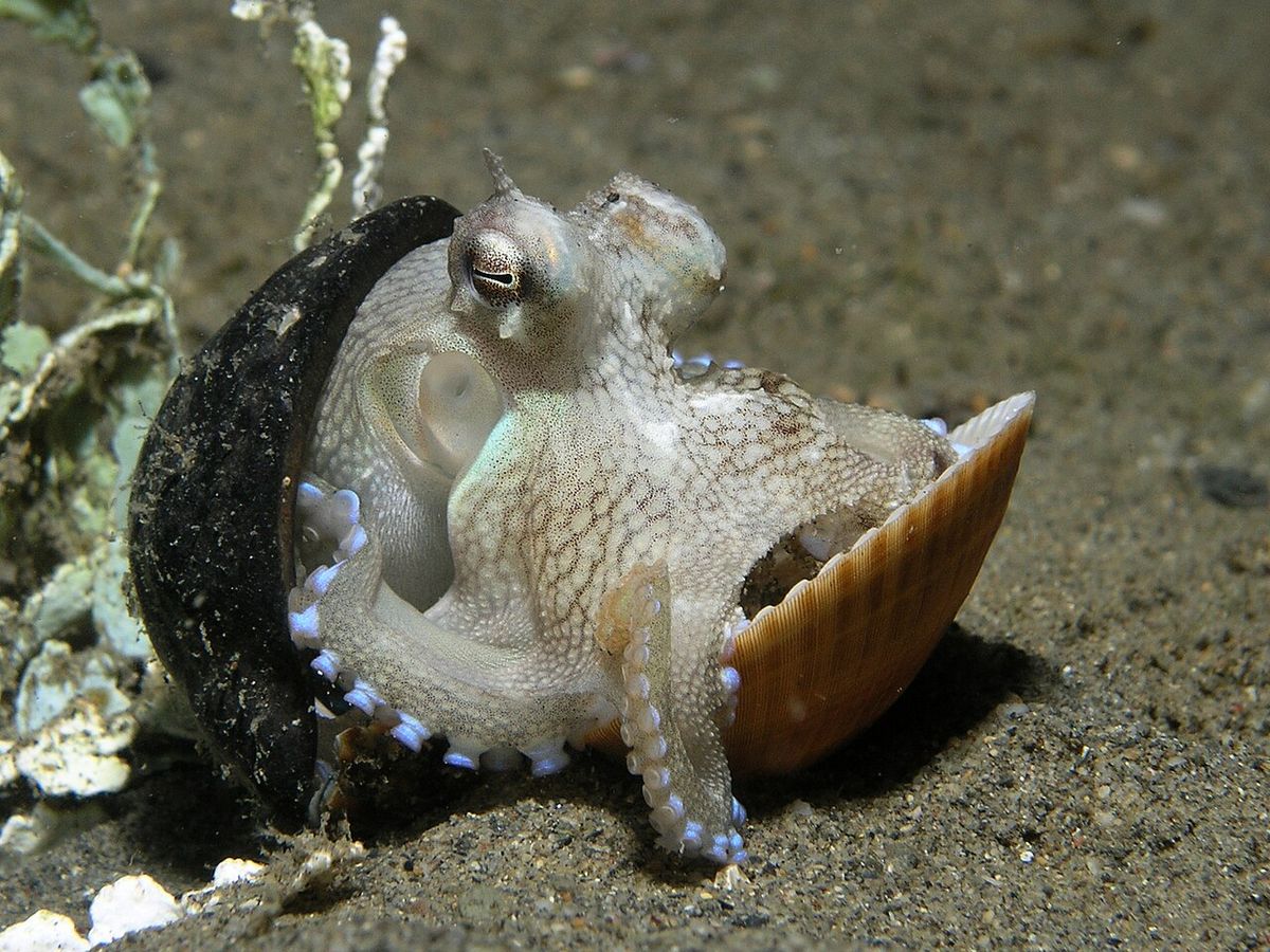Ein Kokosnuss-Oktopus sitzt auf dem Sandboden zwischen einer Kokosnussschale und einer Muschel