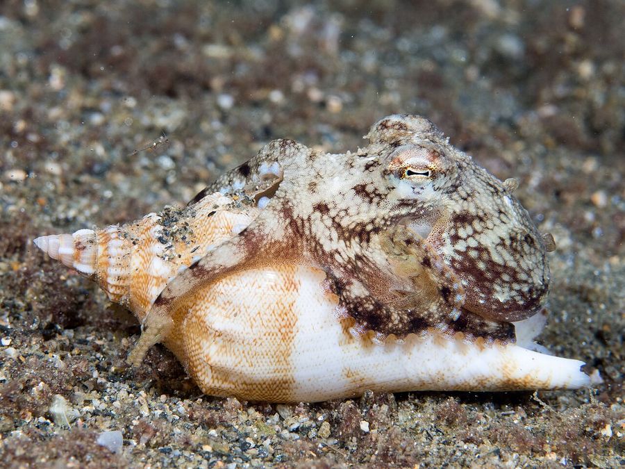 Ein Kokosnuss-Oktopus späht aus einer Kokosnussschale auf sandigem Grund