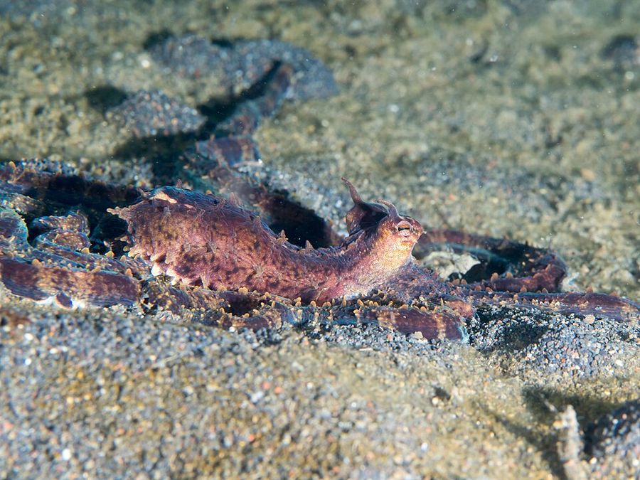 Ein braun-weiß gestreifter Mimik-Oktopus liegt ausgestreckt auf dunklem Sand