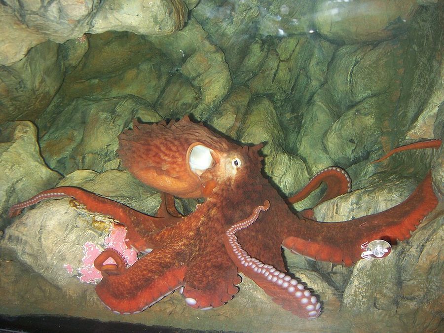 Ein großer, rotbrauner Pazifischer Riesenkrake breitet seine Arme über Felsen im Aquarium aus