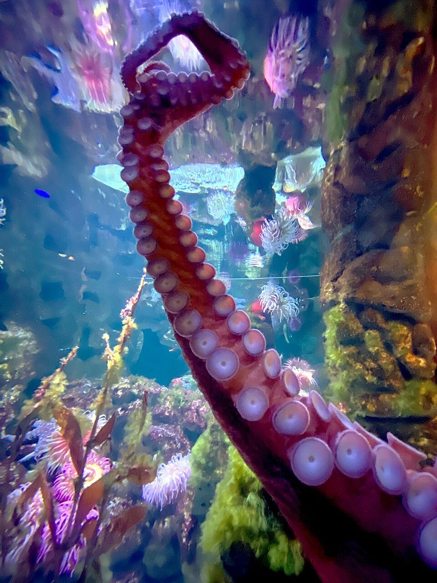 Ein roter Krakenarm mit zwei Reihen heller Saugnäpfe, im Hintergrund ein Aquarium