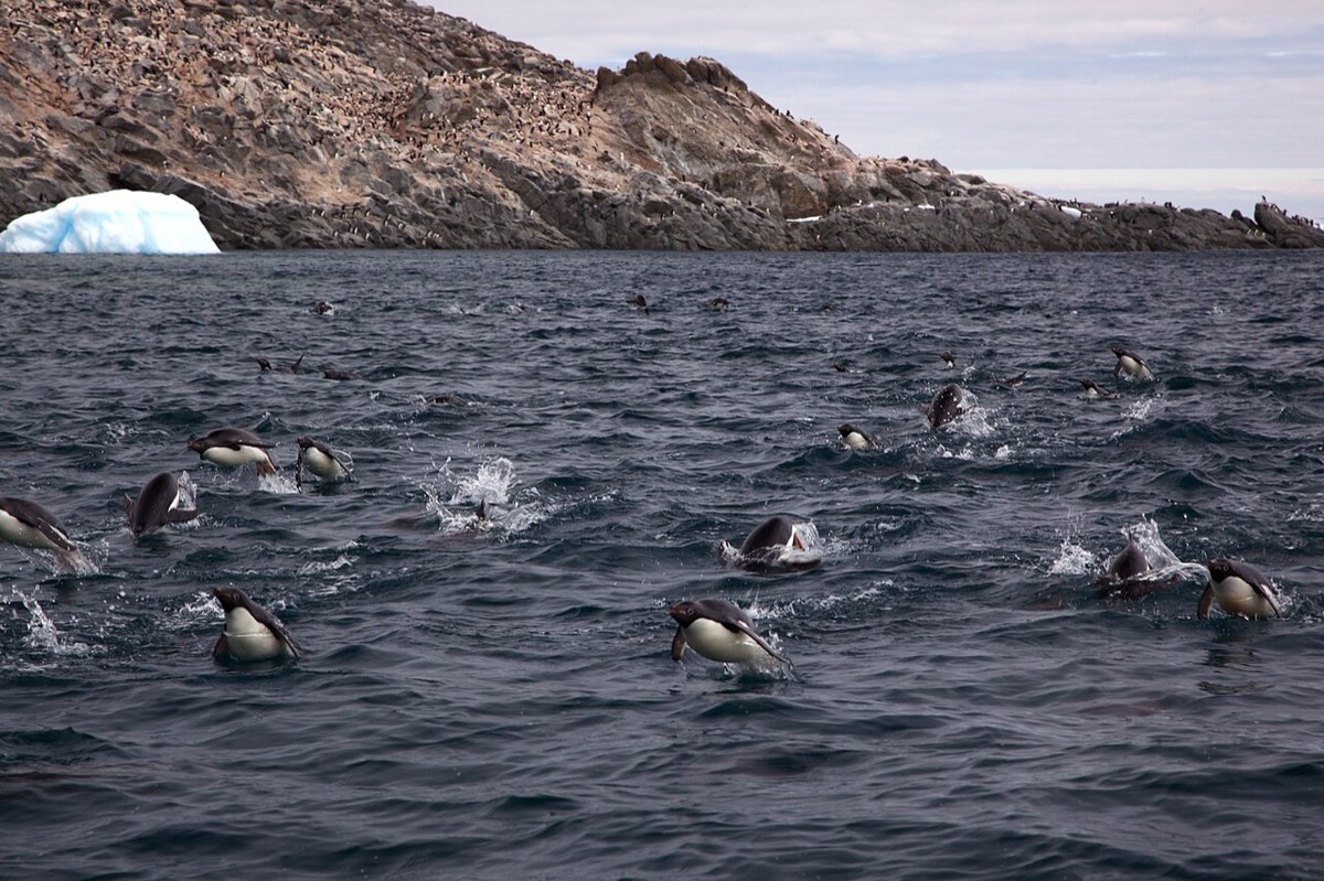 Eine Gruppe Adeliepinguine springt beim Schwimmen in flachen Bögen aus dem Wasser
