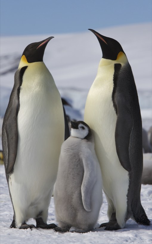 Zwei erwachsene Kaiserpinguine mit einem grauen Jungtier im Schnee