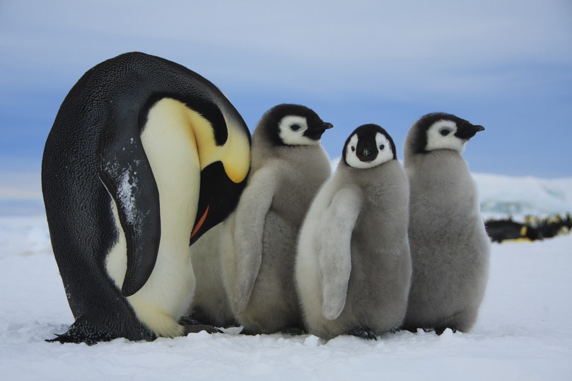 Ein erwachsener Kaiserpinguin steht neben drei grauen Küken im Schnee