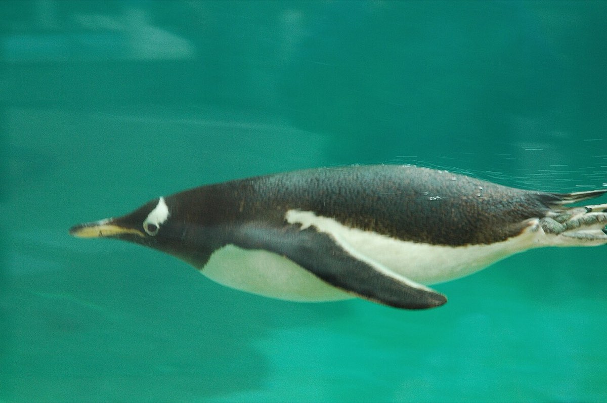 Ein Eselspinguin gleitet mit angelegten Flossen durchs türkisfarbene Wasser