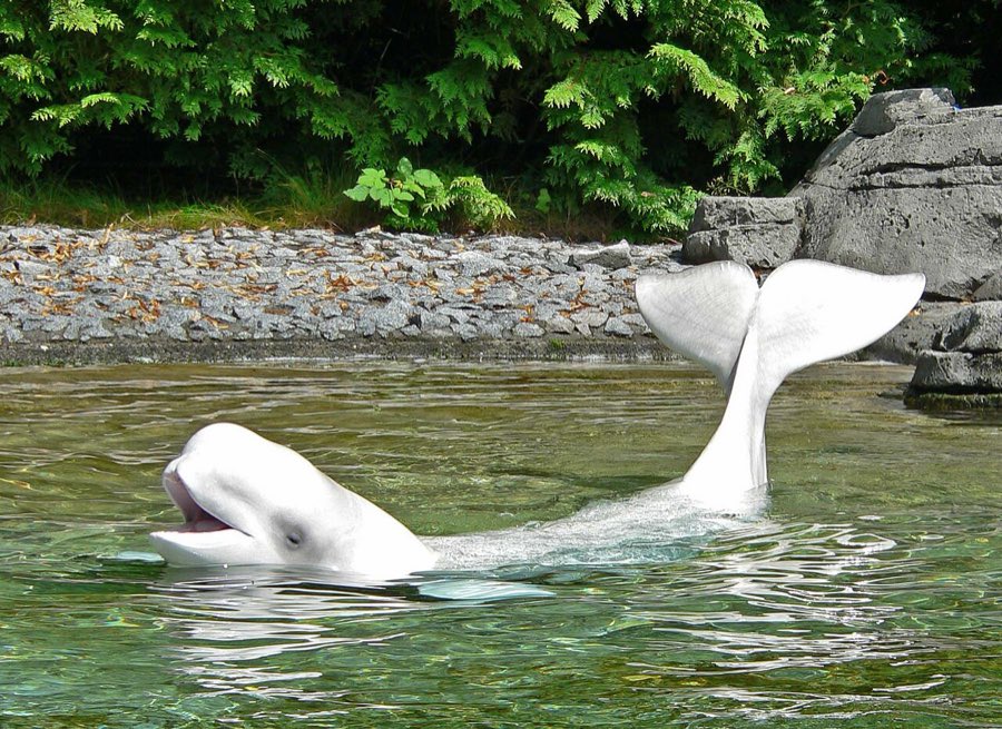 Ein weißer Beluga schwimmt im flachen Wasser eines Aquariums