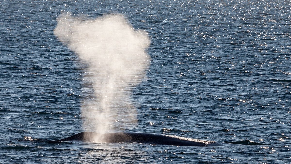 Eine hohe, weiße Atemwolke steigt über dem Rücken eines Blauwals aus dem Meer