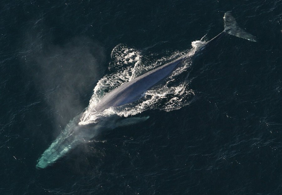 Ein Blauwal von oben, lang gestreckt knapp unter der Wasseroberfläche