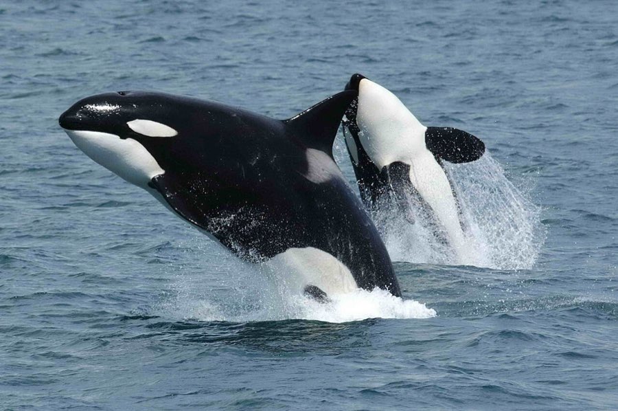 Zwei Orcas springen gleichzeitig aus dem Wasser