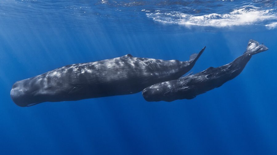 Eine Pottwal-Mutter und ihr Kalb schwimmen hintereinander im tiefblauen Wasser