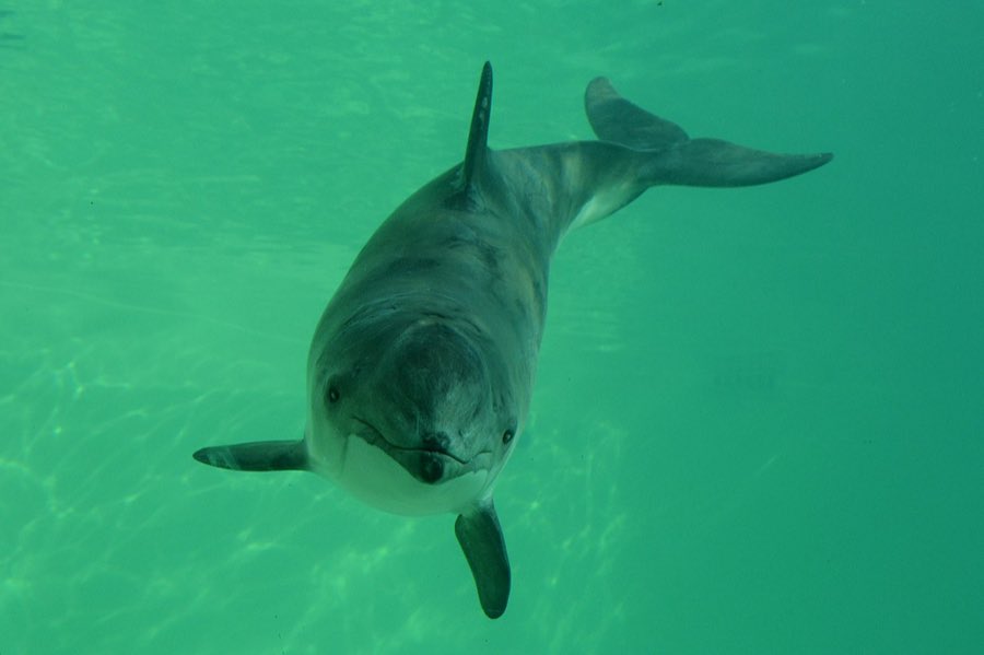 Ein Schweinswal schwimmt im grünlichen Wasser direkt auf die Kamera zu